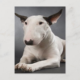 Briefkaart Engelse bull Terrier
