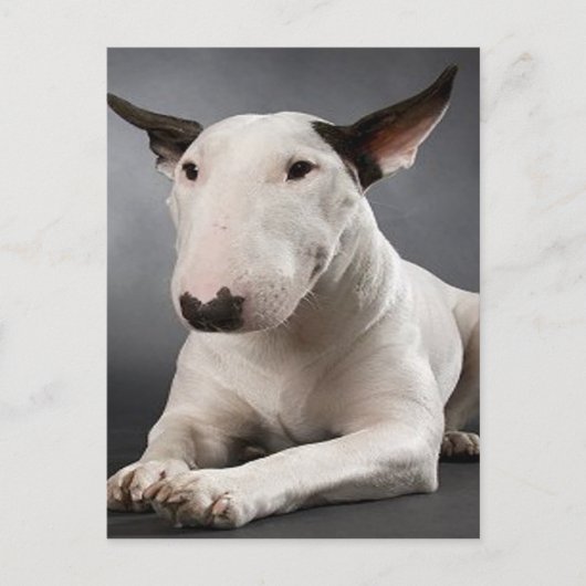 Briefkaart Engelse bull Terrier (Voorkant)