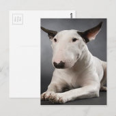 Briefkaart Engelse bull Terrier (Voorkant / Achterkant)