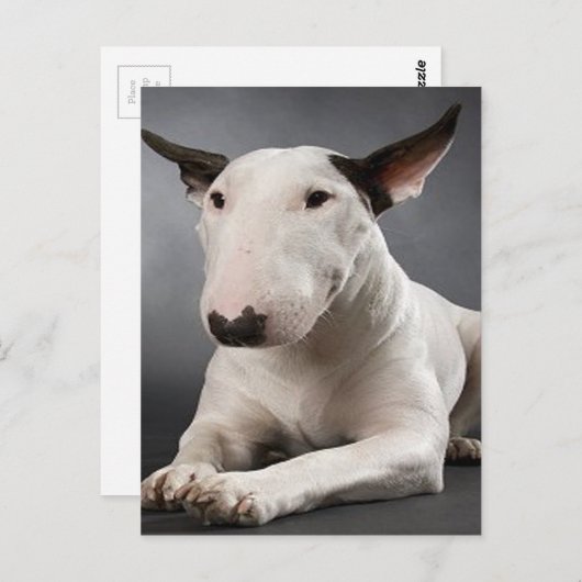 Briefkaart Engelse bull Terrier (Voorkant / Achterkant)