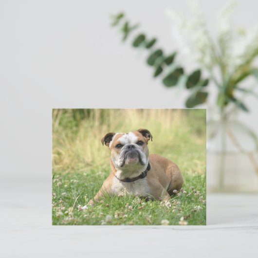 Briefkaart Engelse Bulldog (Staand voorkant)