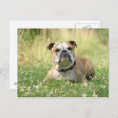 Briefkaart Engelse Bulldog (Voorkant / Achterkant)