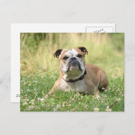 Briefkaart Engelse Bulldog (Voorkant / Achterkant)