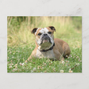 Briefkaart Engelse Bulldog