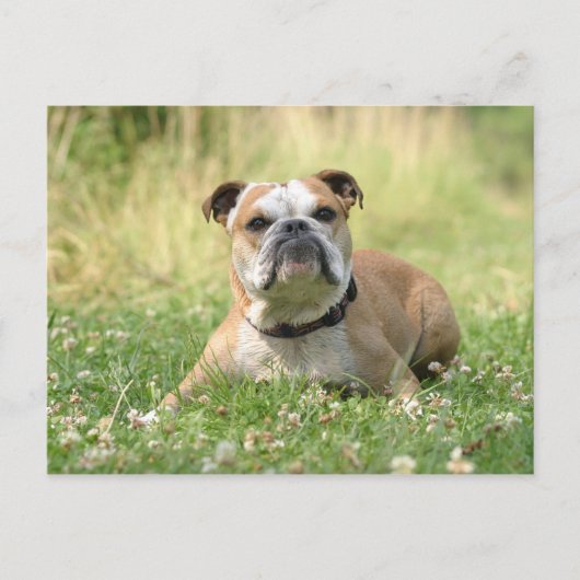 Briefkaart Engelse Bulldog (Voorkant)