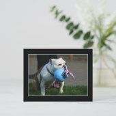 Briefkaart Engelse Bulldog (Staand voorkant)