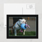 Briefkaart Engelse Bulldog (Voorkant / Achterkant)