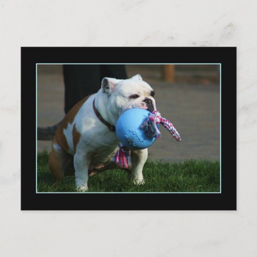 Briefkaart Engelse Bulldog (Voorkant)