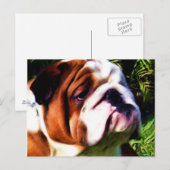 Briefkaart Engelse Bulldog (Voorkant / Achterkant)