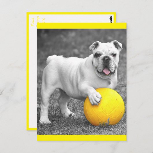 Briefkaart Engelse Bulldog Puppy Dog (Voorkant / Achterkant)