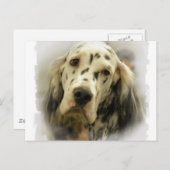 Briefkaart Engelse Setter (Voorkant / Achterkant)