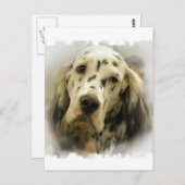 Briefkaart Engelse Setter (Voorkant / Achterkant)