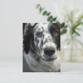 Briefkaart Engelse Setter Dog (Staand voorkant)