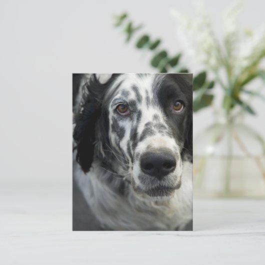 Briefkaart Engelse Setter Dog (Staand voorkant)