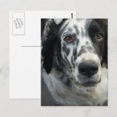 Briefkaart Engelse Setter Dog (Voorkant / Achterkant)