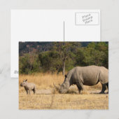 Briefkaart familie Rhinoceros (Voorkant / Achterkant)