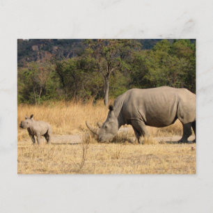 Briefkaart familie Rhinoceros