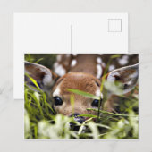 Briefkaart - Fawn (Voorkant / Achterkant)