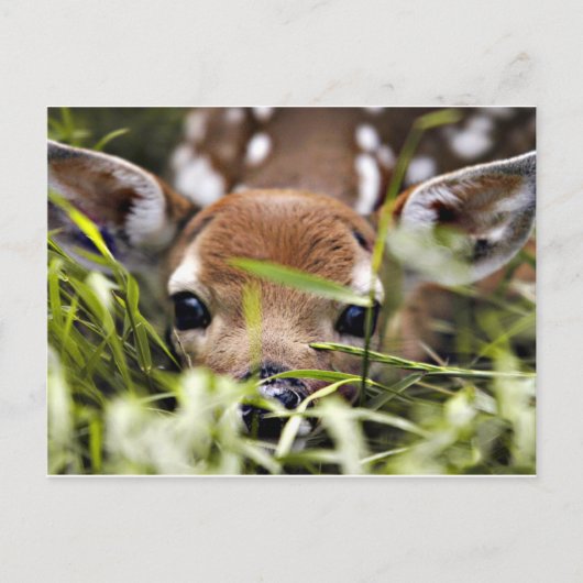 Briefkaart - Fawn (Voorkant)