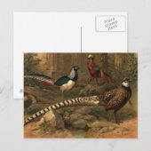 Briefkaart fazanten (Voorkant / Achterkant)