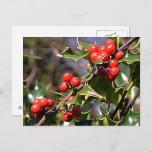 Briefkaart Festive Berries (Voorkant / Achterkant)