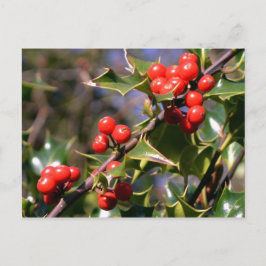 Briefkaart Festive Berries