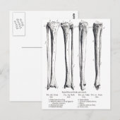 Briefkaart Fibula & Tibia (Voorkant / Achterkant)