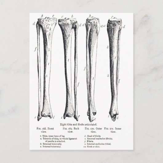 Briefkaart Fibula & Tibia (Voorkant)