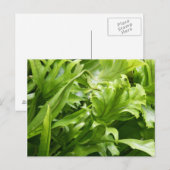 Briefkaart Fishtail Fern (Voorkant / Achterkant)