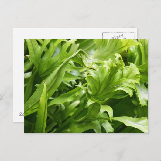 Briefkaart Fishtail Fern (Voorkant / Achterkant)