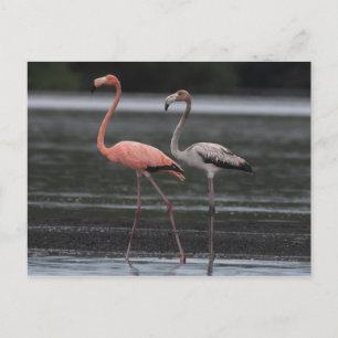 Briefkaart Flamingo Pair