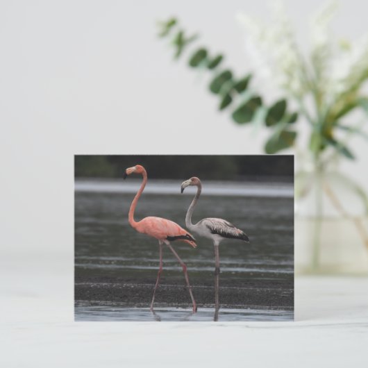 Briefkaart Flamingo Pair (Staand voorkant)
