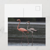 Briefkaart Flamingo Pair (Voorkant / Achterkant)