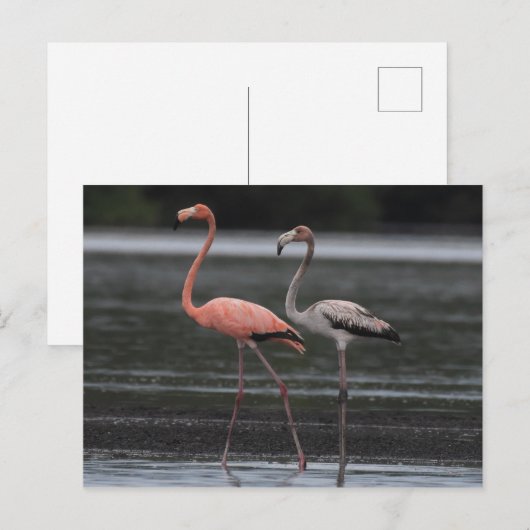 Briefkaart Flamingo Pair (Voorkant / Achterkant)