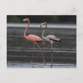 Briefkaart Flamingo Pair