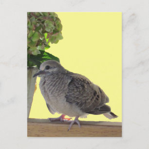 Briefkaart - Fledgling Dove