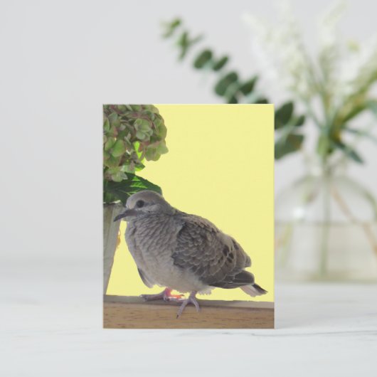 Briefkaart - Fledgling Dove (Staand voorkant)