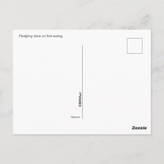 Briefkaart - Fledgling Dove (Achterkant)
