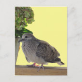 Briefkaart - Fledgling Dove (Voorkant)
