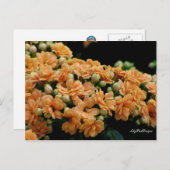 Briefkaart Floral Oranje Begonias (Voorkant / Achterkant)
