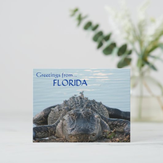 Briefkaart Florida Alligator (Staand voorkant)