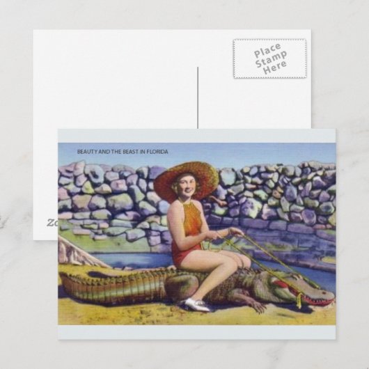  Briefkaart Florida Alligator (Voorkant / Achterkant)