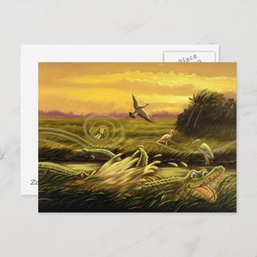 Briefkaart Florida Alligators (Voorkant / Achterkant)