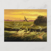 Briefkaart Florida Alligators (Voorkant)