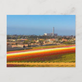 Briefkaart Flowers Fields Carlsbad, CA (Voorkant)