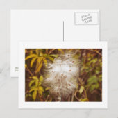 briefkaart, "FLUFFY WHITE MILKWEED" Briefkaart (Voorkant / Achterkant)