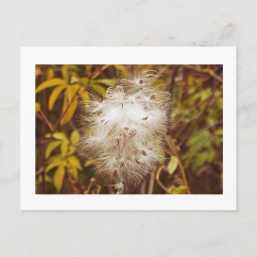briefkaart, "FLUFFY WHITE MILKWEED" Briefkaart (Voorkant)