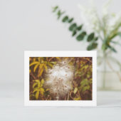 briefkaart, "FLUFFY WHITE MILKWEED" Briefkaart (Staand voorkant)