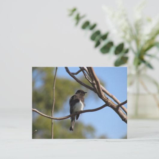 Briefkaart - Flycatcher (Staand voorkant)