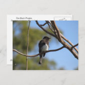 Briefkaart - Flycatcher (Voorkant / Achterkant)